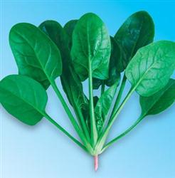 绿优秀7号菠菜