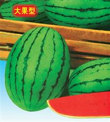 大果早春红玉